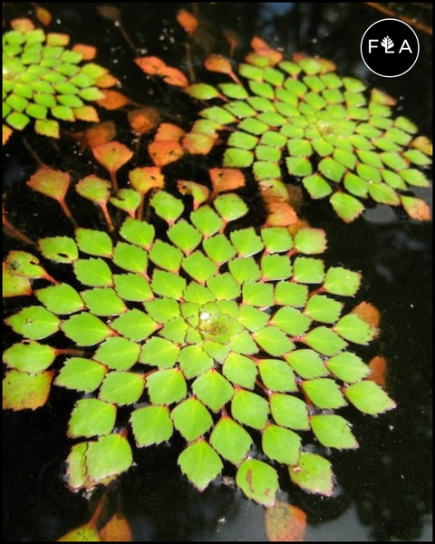 BUY 2 GET 1 FREE Mosaic Plant! (Ludwigia Sedioides)