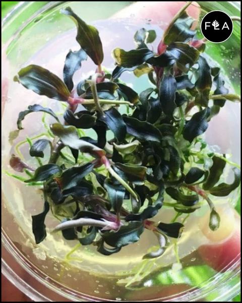 BUY 2 GET 1 FREE Bucephalandra! Tissue Culture (Multiple Plants!)