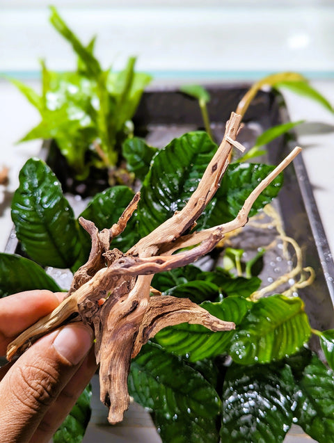 NANO Spiderwood! (4~6 inches) - For Aquarium/Terrarium/Reptile/Plant Succulent Cacti Substrate Habitat Decor-SQ7609479