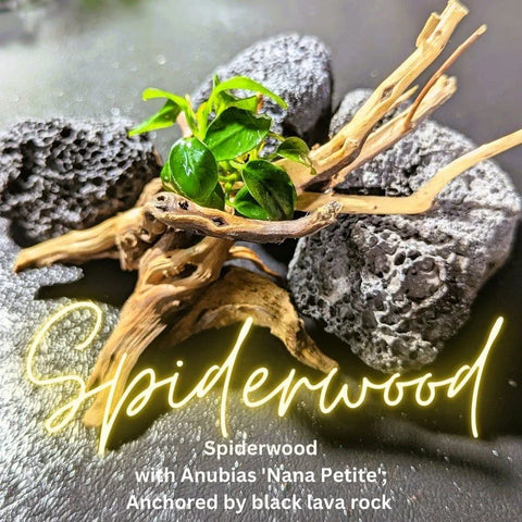 NANO Spiderwood! (4~6 inches) - For Aquarium/Terrarium/Reptile/Plant Succulent Cacti Substrate Habitat Decor-SQ7609479