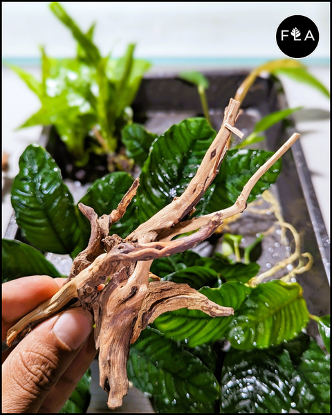 NANO Spiderwood! (4~6 inches) - For Aquarium/Terrarium/Reptile/Plant Succulent Cacti Substrate Habitat Decor