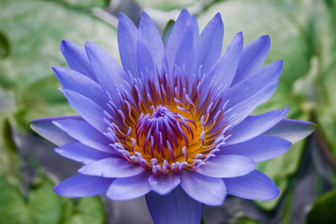 BUY 2 GET 1 FREE Nymphaea Red, Hardy White, Hardy Blue ( Tropical Lily Pack 2 ) - Easy Live Aquarium Pond Aquatic Plant