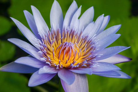 BUY 2 GET 1 FREE Nymphaea Red, Hardy White, Hardy Blue ( Tropical Lily Pack 2 ) - Easy Live Aquarium Pond Aquatic Plant