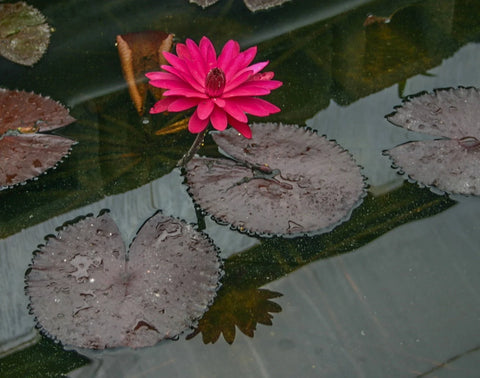BUY 2 GET 1 FREE Nymphaea Red, Hardy White, Hardy Blue ( Tropical Lily Pack 2 ) - Easy Live Aquarium Pond Aquatic Plant