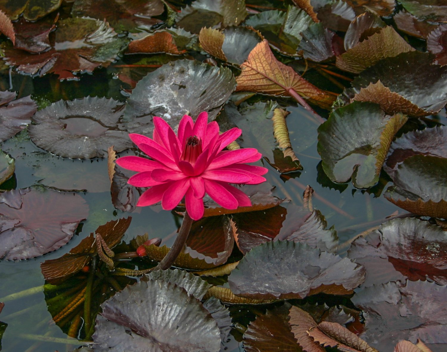 Florida Aquascaping Nymphaea Water Lily - Thumbnail 2