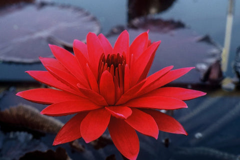 BUY 2 GET 1 FREE Nymphaea Red, Hardy White, Hardy Blue ( Tropical Lily Pack 2 ) - Easy Live Aquarium Pond Aquatic Plant