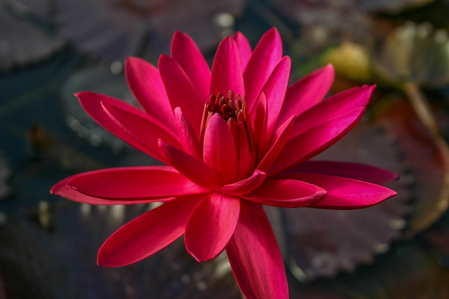 Florida Aquascaping Nymphaea Water Lily - Thumbnail 3