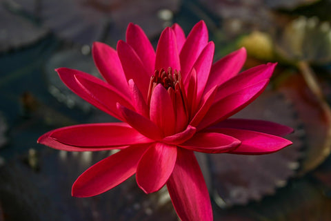 BUY 2 GET 1 FREE Nymphaea 'Red Flare' Water Lily (Full Grown!)-Easy Live Aquarium Pond Aquatic Plant-SQ3438088