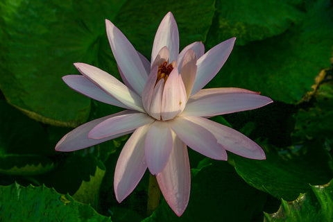 BUY 2 GET 1 FREE Nymphaea ‘Texas Shell Pink’ Water Lily (Full Grown!)-Easy Live Aquarium Pond Aquatic Plant-SQ1302718