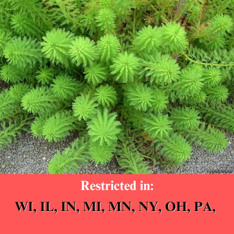BUY 2 GET 1 FREE Parrot Feather (Myriophyllum aquaticum)