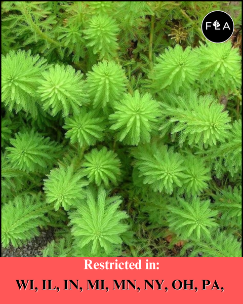 BUY 2 GET 1 FREE Parrot Feather (Myriophyllum aquaticum)