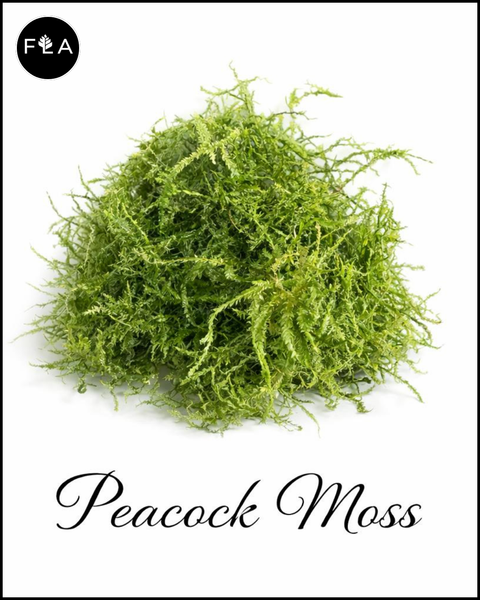 BUY 2 GET 1 FREE Peacock Moss