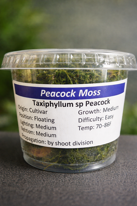 BUY 2 GET 1 FREE Peacock Moss