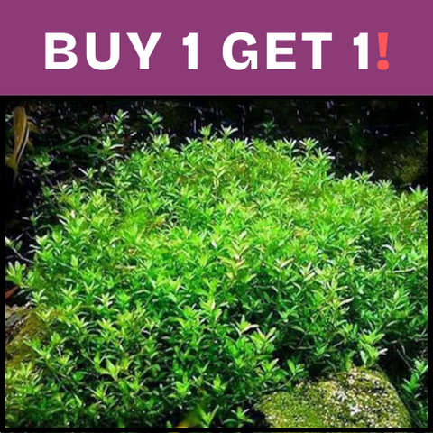 BUY 1 GET 1 FREE Pearlweed (Hemianthus micranthemoides)
