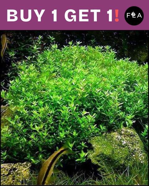 BUY 1 GET 1 FREE Pearlweed (Hemianthus micranthemoides)