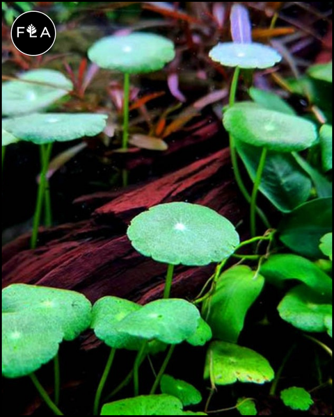 pennywort indoor plant BUY 2 GET 1 FREE Pennywort (Hydrocotyle sp) – Florida Aquascaping