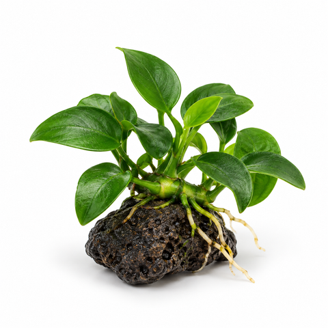 BUY 2 GET 1 FREE Anubias Nana 'Petite'