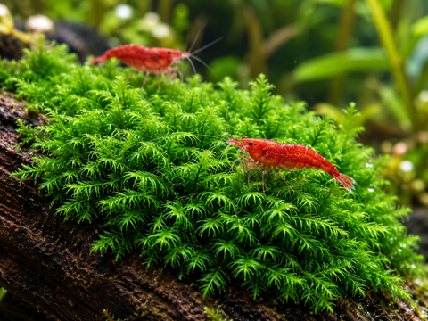 BUY 2 GET 1 FREE Phoenix Moss (Fissidens fontanus)