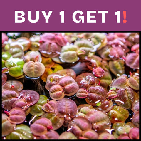 BUY 1 GET 1 FREE Red Root Floater (Phyllanthus Fluitans)