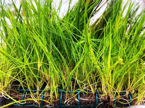 BUY 2 GET 1 FREE Plants on Mats! Dwarf Hair Grass (Eleocharis Parvula) on Weighted Mat-Easy Live Aquarium Pond Aquatic Plant