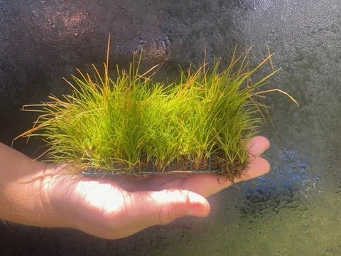 BUY 2 GET 1 FREE Plants on Mats! Dwarf Hair Grass (Eleocharis Parvula) on Weighted Mat-Easy Live Aquarium Pond Aquatic Plant