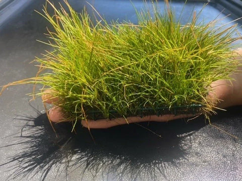 BUY 2 GET 1 FREE Plants on Mats! Dwarf Hair Grass (Eleocharis Parvula) on Weighted Mat-Easy Live Aquarium Pond Aquatic Plant