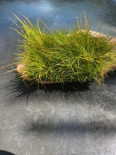 BUY 2 GET 1 FREE Plants on Mats! Dwarf Hair Grass (Eleocharis Parvula) on Weighted Mat-Easy Live Aquarium Pond Aquatic Plant