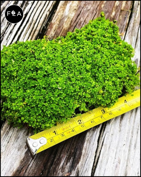 BUY 2 GET 1 FREE Plants on Mats! Dwarf Baby Tears (Hemianthus callitrichoides) on Weighted Mat