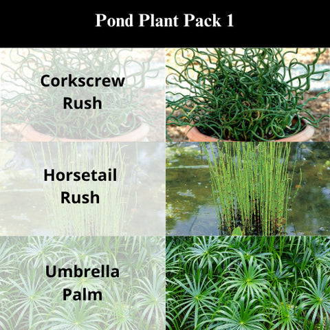 Buy 2 Get 1 Free Corkscrew Rush, Horsetail Rush, Umbrella Palm ( Pond Plant Pack 1 ) - Easy Live Aquarium Pond Aquatic Plant