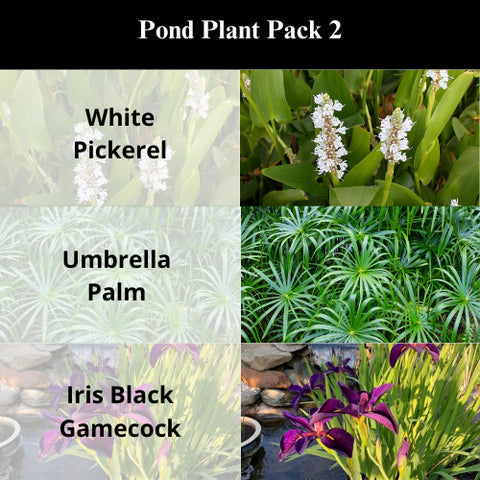 BUY 2 GET 1 FREE White Pickerel, Umbrella Palm, Iris Black Gamecock ( Pond Plant Pack 2 ) - Easy Live Aquarium Pond Aquatic Plant