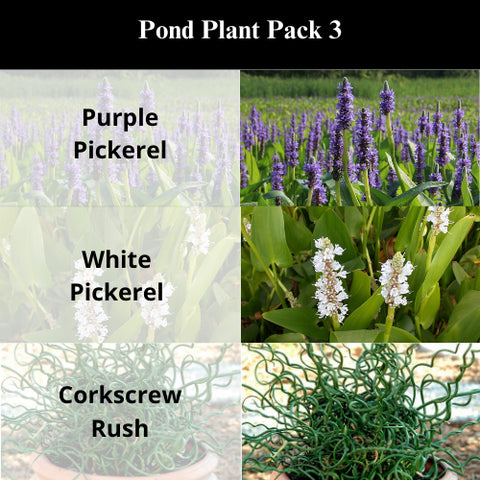 BUY 2 GET 1 FREE Purple Pickerel, White Pickerel, Corkscrew Rush ( Pond Plant Pack 3 ) - Easy Live Aquarium Pond Aquatic Plant