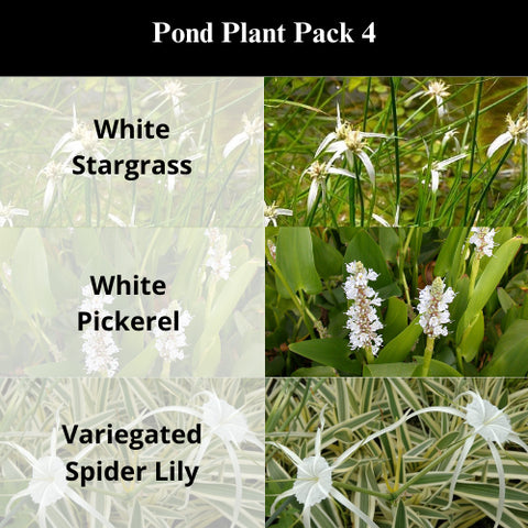 BUY 2 GET 1 FREE White Stargrass, White Pickerel, Variegated Spider Lily ( Pond Plant Pack 4 ) - Easy Live Aquarium Pond Aquatic Plant