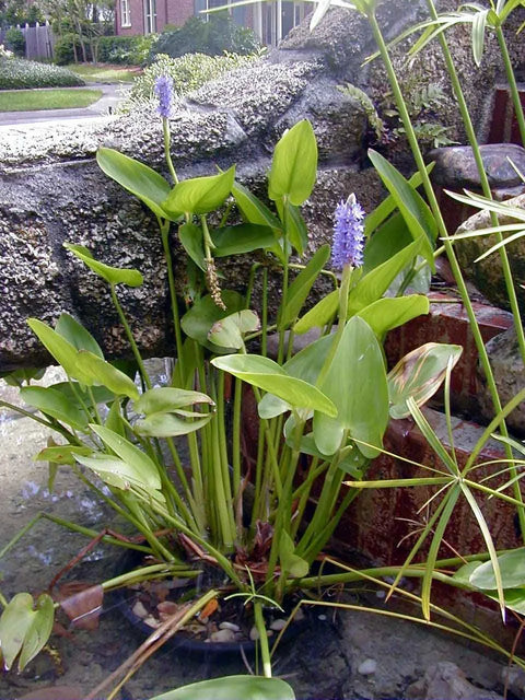 BUY 2 GET 1 FREE Purple Pickerel, White Pickerel, Corkscrew Rush ( Pond Plant Pack 3 ) - Easy Live Aquarium Pond Aquatic Plant