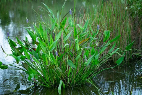 BUY 2 GET 1 FREE Purple Pickerel, White Pickerel, Corkscrew Rush ( Pond Plant Pack 3 ) - Easy Live Aquarium Pond Aquatic Plant