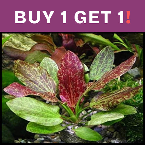 BUY 1 GET 1 FREE Red Flame Sword (Echinodorus)