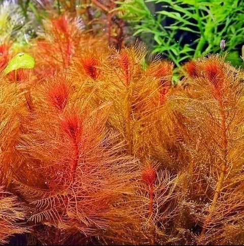 BUY 2 GET 1 FREE Red Foxtail! Myrio (Myriophyllum)