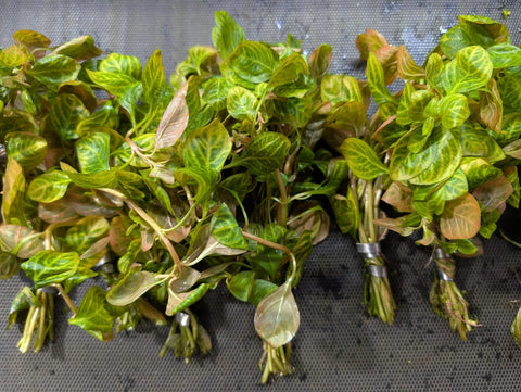 BUY 2 GET 1 FREE Ludwigia 'Red Skeleton' -Easy Live Aquarium Pond Aquatic Plant