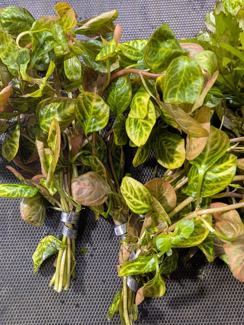 BUY 2 GET 1 FREE Ludwigia 'Red Skeleton' -Easy Live Aquarium Pond Aquatic Plant