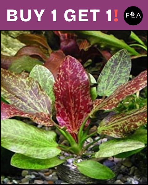 BUY 1 GET 1 FREE Red Flame Sword (Echinodorus)