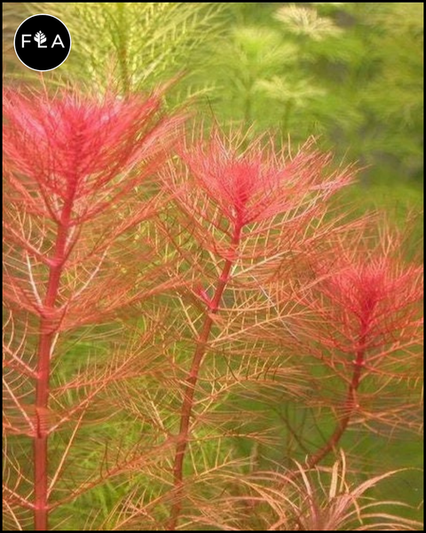 BUY 2 GET 1 FREE Red Foxtail! Myrio (Myriophyllum) – Florida Aquascaping