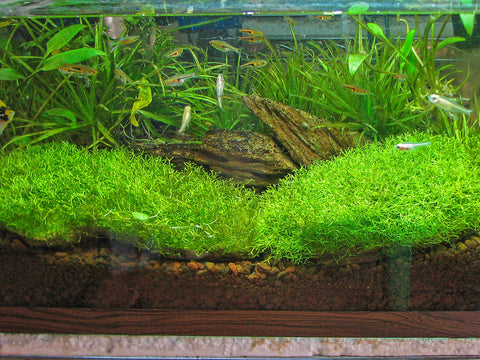 riccia foreground carpeting plant in aquarium