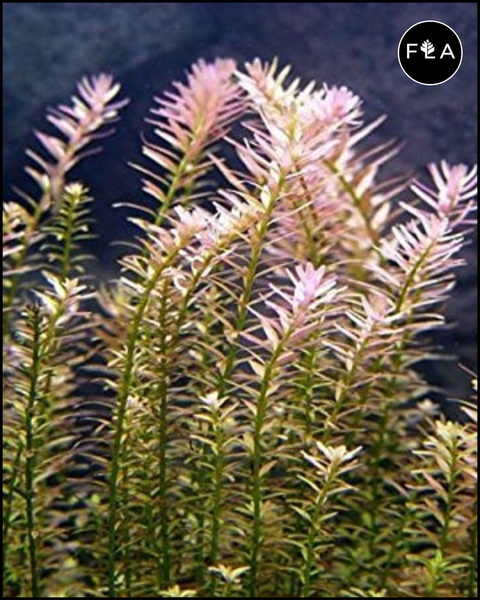 BUY 2 GET 1 FREE Rotala Indica