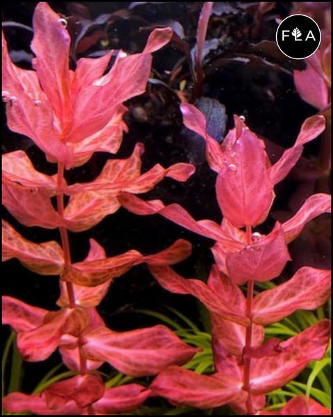 BUY 2 GET 1 FREE Rotala Macrandra