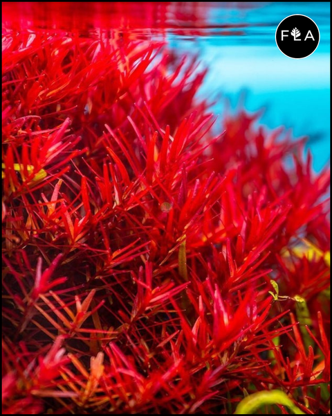 BUY 2 GET 1 FREE Rotala Vietnam H'Ra