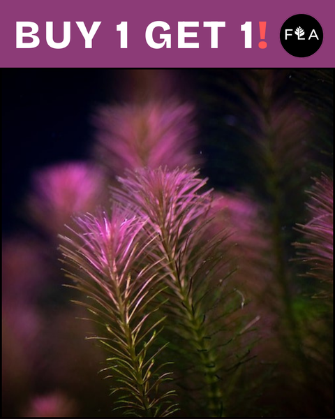 BUY 1 GET 1 FREE Rotala Wallichii (Whorly Rotala)