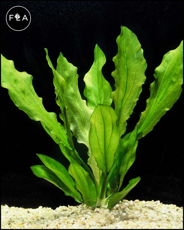 BUY 2 GET 1 FREE Ruffle Sword! (Echinodorus martii) – Florida Aquascaping