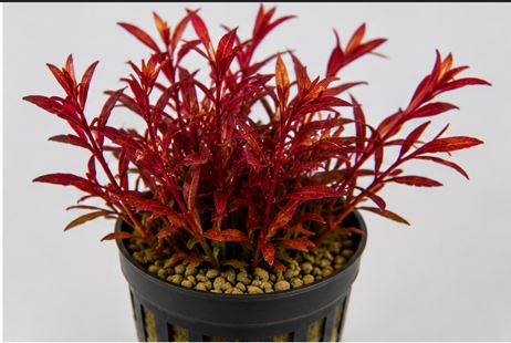 BUY 2 GET 1 FREE Samolus Red - Easy Live Aquarium Pond Aquatic Plant