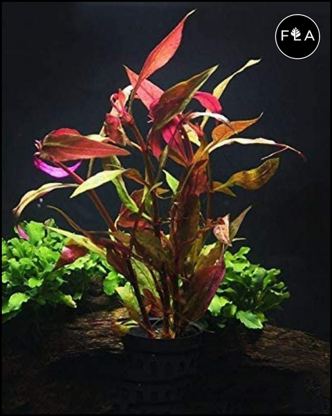 BUY 2 GET 1 FREE Scarlet Temple (Alternanthera reineckii)