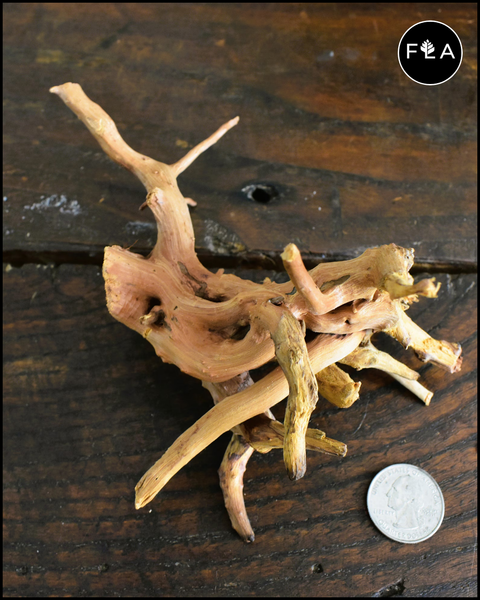 Small Spiderwood! (8~10 inches) - For Aquarium/Terrarium/Reptile/Plant Succulent Cacti Substrate Habitat Deco