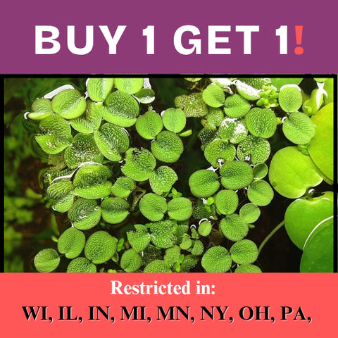 BUY 1 GET 1 FREE (Large 60+!)Floating Water Spangles (Salvinia)-Easy Live Aquarium Pond Aquatic Plant